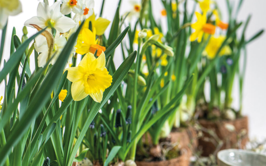 Florale Passie - De Hortus - slider - lente pasen kleurrijke bloemstukken voorjaar 3